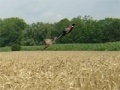 Oyunu Pheasant Hunting