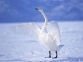 Oyunu Graceful Swans