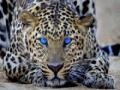 Oyunu Leopard