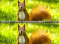 Oyunu Squirrel difference