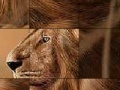 Oyunu Big brave lion slide puzzle