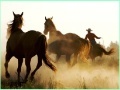 Oyunu Cowboy Horses Sliding