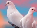 Oyunu Lovely white doves slide puzzle