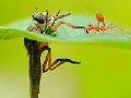 Oyunu Little ant and leaf slide puzzle