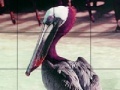 Oyunu Pink headed pelican slide puzzle