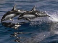 Oyunu Dolphins Sliding Puzzle