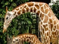 Oyunu Giraffes in the forest slide puzzle