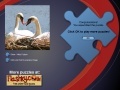 Oyunu Swans Puzzle