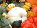 Oyunu Hidden Objects: Pumpkin Show