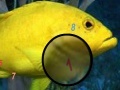 Oyunu Amazing Fishes Hidden Numbers