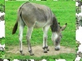 Oyunu Jigsaw: Donkey