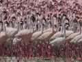 Oyunu Flamingos Slider