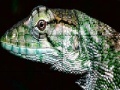 Oyunu Wild iguana slide puzzle
