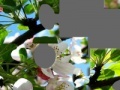 Oyunu Blooming apple tree