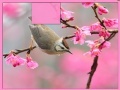 Oyunu Bird at Spring