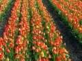 Oyunu Jigsaw: Tulip Field