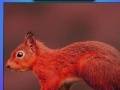 Oyunu Red summer squirrels puzzle