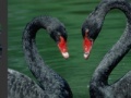 Oyunu Black Swans