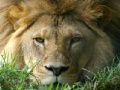 Oyunu African Lion