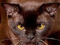 Oyunu Wild brown cat slide puzzle