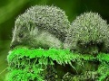 Oyunu Green Hedgehogs: Puzzle