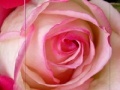 Oyunu Pink Rose