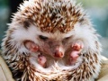 Oyunu Small hedgehog