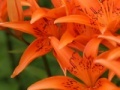 Oyunu Jigsaw: Orange Lilies
