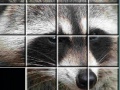 Oyunu Raccoon Puzzles