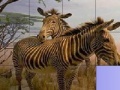 Oyunu Zebras in The Desert: Slide Puzzle