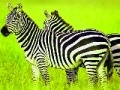 Oyunu Green Safari: Zebras Puzzle