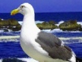 Oyunu Seagulls In The Ocean: Puzzle