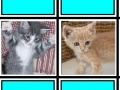 Oyunu Fuzzy Memory: Kittens