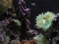 Oyunu Coral Reef