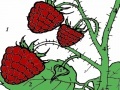 Oyunu Red berry garden coloring