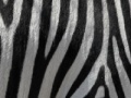 Oyunu Jigsaw: Zebra Stripes