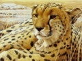 Oyunu Leopard
