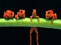 Oyunu Brave acrobat frogs slide puzzle