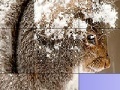 Oyunu Squirrel in the snow slide puzzle
