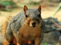 Oyunu Hidden Animals: Squirrels