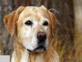 Oyunu Labrador Dog