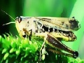 Oyunu Green grasshopper slide puzzle