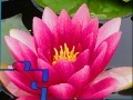 Oyunu Pink Water Lily Puzzle