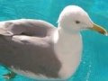 Oyunu Seagull: Sliding Puzzle
