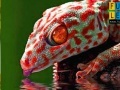 Oyunu Thirsty red gecko puzzle