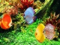 Oyunu Deep Colorful Ocean Fishes: Puzzle