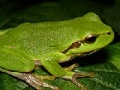 Oyunu Frog Slider