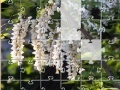 Oyunu Jigsaw: New Flowers