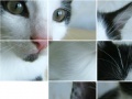 Oyunu Kitten Puzzle