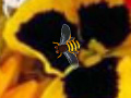 Oyunu Hidden Bee